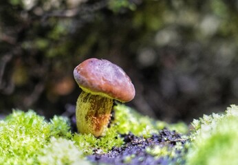 magical wild mushrooms and fungi in New Zealand