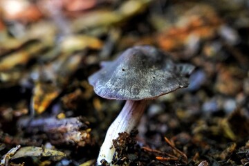 magical wild mushrooms and fungi in New Zealand © Sharon