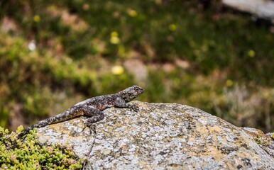 Horizontal shot of a black and green lizard on a rock and blurred background