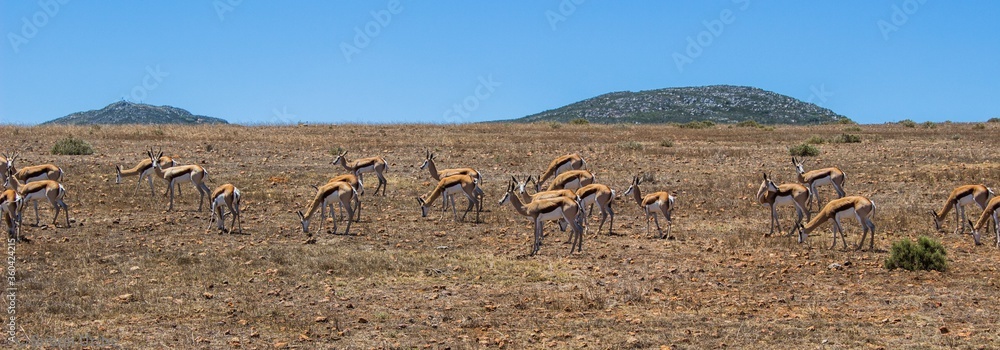 Sticker Shot of antelopes standing and eating in the middle of the field