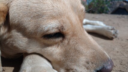 dog sleeping closeup
