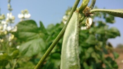 common bean close up