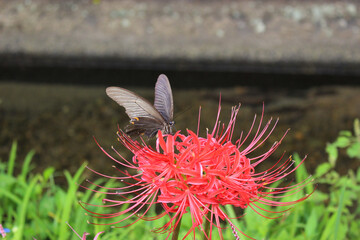 彼岸花の蜜を吸うカラスアゲハ