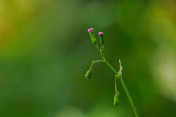 Tiny pink isolated flower with green background 