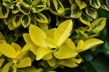 Trzmielina Euonymus roślina ogrodowa z ozdobnymi liśćmi w kolorze żółtym i zielonym