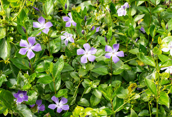 Naklejka premium Lesser periwinkle or creeping myrtle, Vinca minor with flowers and narrow leaf base. English garden in Spring