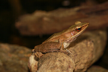 Common tree frog on the ground, found in Kumaraparvatha, Subrahmanya 