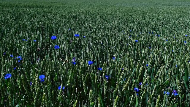 Ears of green ripening rye with flowering cornflower on the island of Fehmarn, Germany
