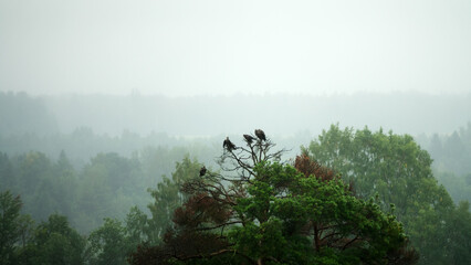 Young birds of prey (perhaps Common or Honey Buzzards) stay in group some time after leaving nest....