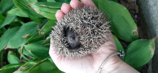 little baby hedgehog in hands © Tetiana