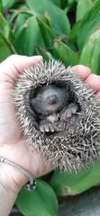 little baby hedgehog in hands