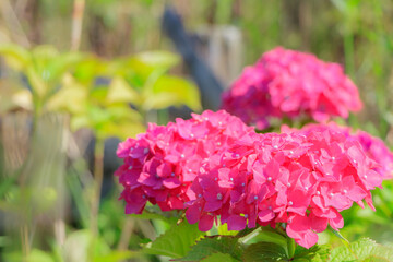 赤色の紫陽花　高塔山公園　福岡県北九州市　
Red Hydrangea Takatoyama 
park Fukuoka-ken Kitakyusyu city