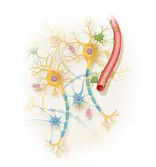 Neurons in the human nervous system