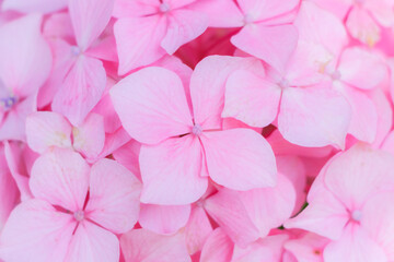 ピンク色の紫陽花　高塔山公園　福岡県北九州市　
Pink Hydrangea Takatoyama 
park Fukuoka-ken Kitakyusyu city