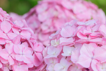 Obraz premium ピンク色の紫陽花 高塔山公園 福岡県北九州市 Pink Hydrangea Takatoyama park Fukuoka-ken Kitakyusyu city