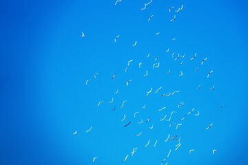 Romantic flight of white doves bringing peace to the earth in the blue sky, as it looks classic in...