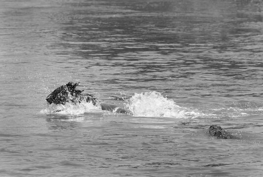 A crocodile follows a Wildebees crossing Mara river