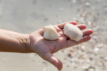 handful of sea shells, Saracen bay beach, Koh Rong Samloem island, Sihanoukville, Cambodia.