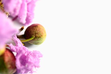 Purple crape myrtle flowers isolated on white background.