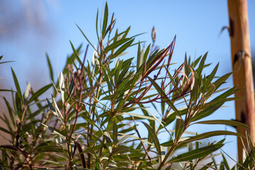 green grass against blue sky