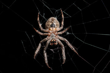 Big spider on the web night, macro.