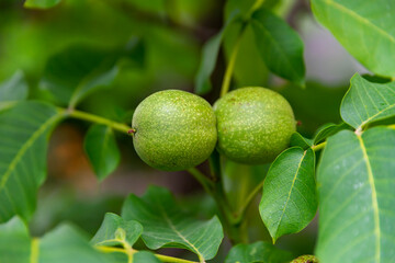 Unripe walnuts on the tree, twins