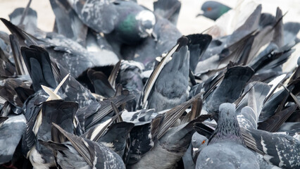 Bustle hustle and bustle among city pigeons are gregarious birds.