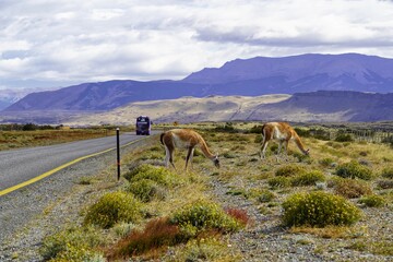 Wild guanacos along the roads in Torres del Paine, Chile