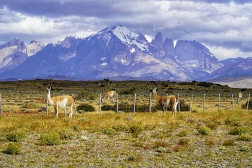 Wild guanacos along the roads in Torres del Paine, Chile