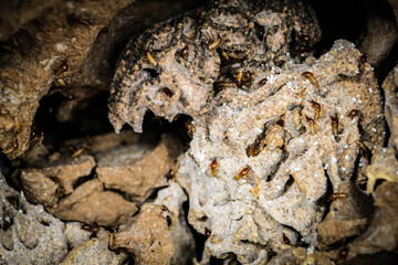 Termite nest. Termites nest background.