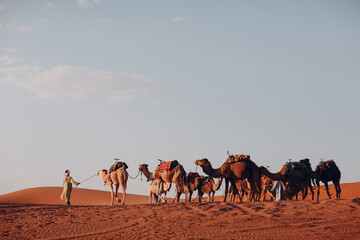 Camels and conductor in the Desert Sahara. Sand and sun.