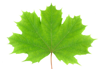 Maple leaves isolated on white background.