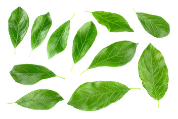 Plum leaves isolated on white background.