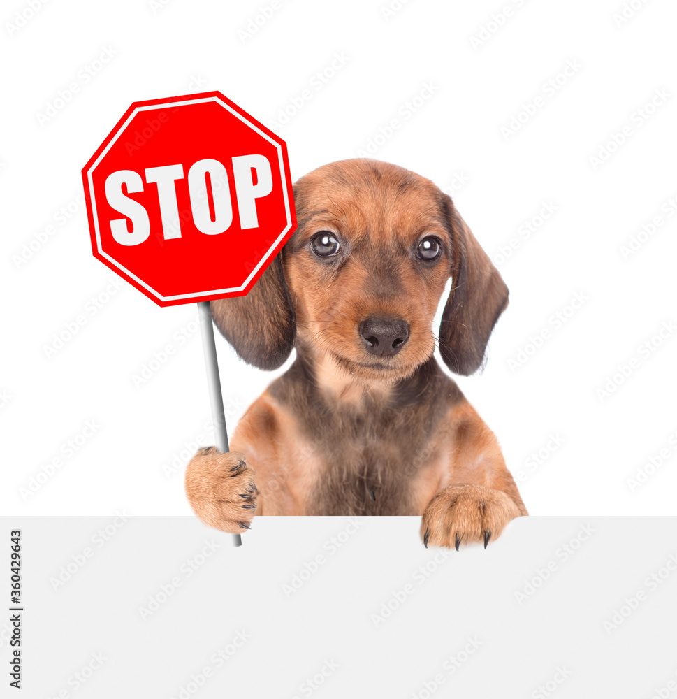 Aufkleber dachshund puppy holds 