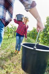 Woman as harvesting assistant with bucket during the vintage