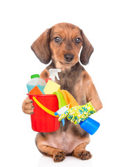 Dachshund puppy holds red bucket with washing fluids and spray bottle in it paws. isolated on white...