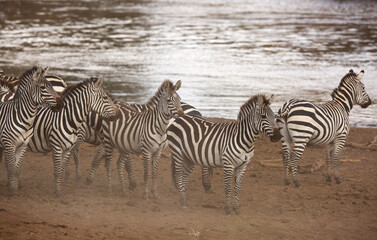 Fototapeta na wymiar Zebras waiting along the Mara River