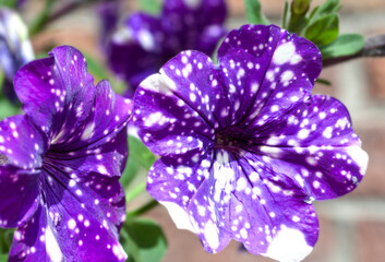 lila Blumen