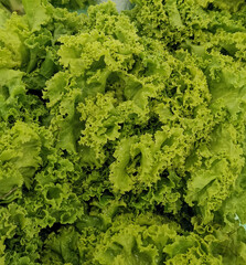 This is an image of lettuce.