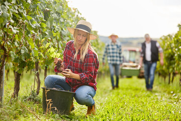 Harvesters with manual grape harvesting