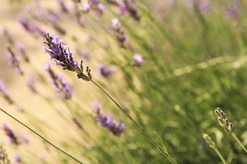 Lavender flowers in the field beautiful in afternoon sunlight. photo