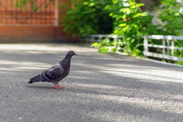 Pigeon on pavement in a city. Dove or pigeon on blurry background.