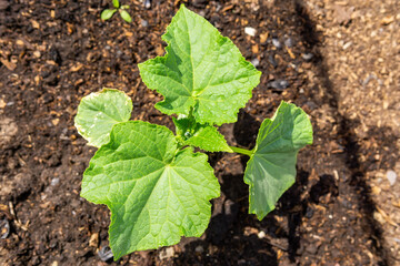 cucumber leaves, flowering growing organic vegetables in the garden. Agriculture farm