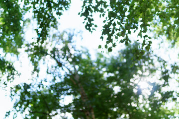 nature view of green leaf on blurred greenery background in garden green plants landscape, ecology, fresh.