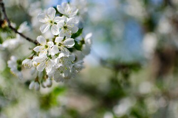Fototapeta premium cherry blossom in spring