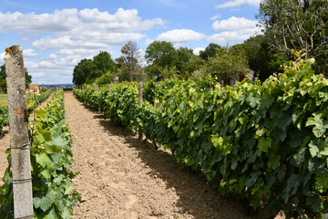 Fototapeta na wymiar vignoble de la Nièvre en Bourgogne