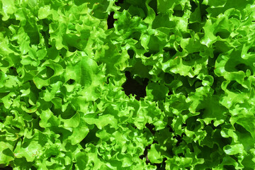 leaf green lettuce plant cultivation ona organic farm. background vegetarian texture