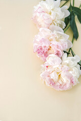 peonies on a light background
