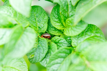 Fototapeta premium Colorado potato beetle Leptinotarsa decemlineata , Pesto potato leaves in the farm. selective focus