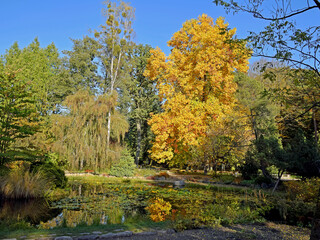 Drzewa jesienią